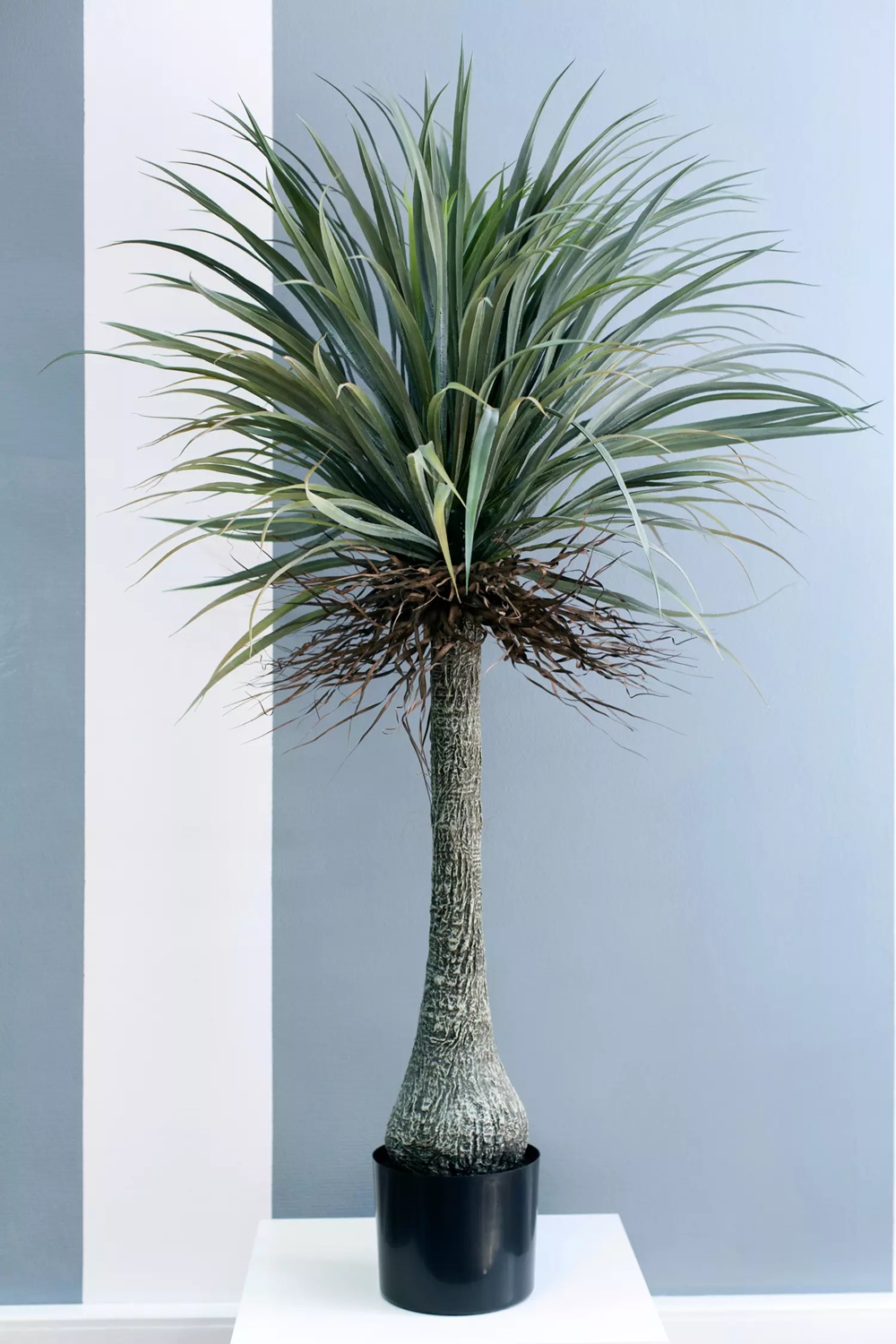 Nolina Palm - Image 2