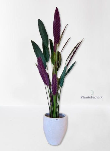 Calathea Rufibarba Dark Green 160cm