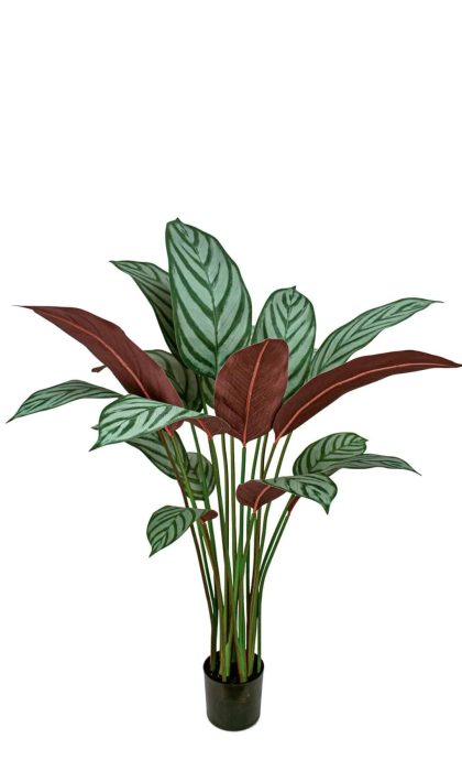 Calathea Freddie Bush 110cm