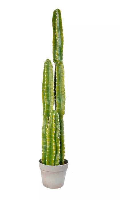 Cactus Cereus Medium 108