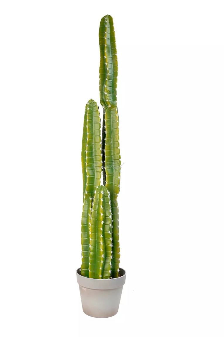 Cactus Cereus Medium 108