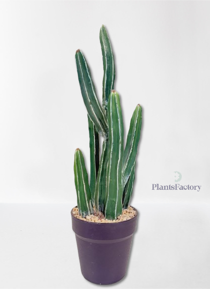 Artificial Cactus Cereus Repandus 52 cm - C100002