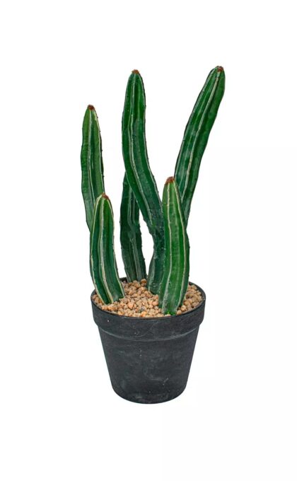 Cactus Sultan 51cm