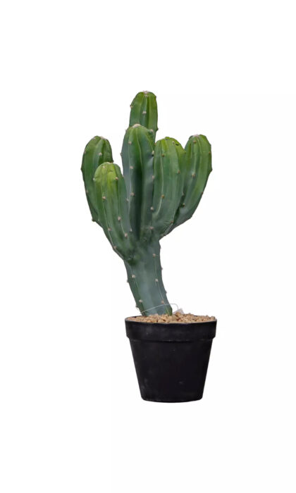Cactus Cereus Mexican 43cm