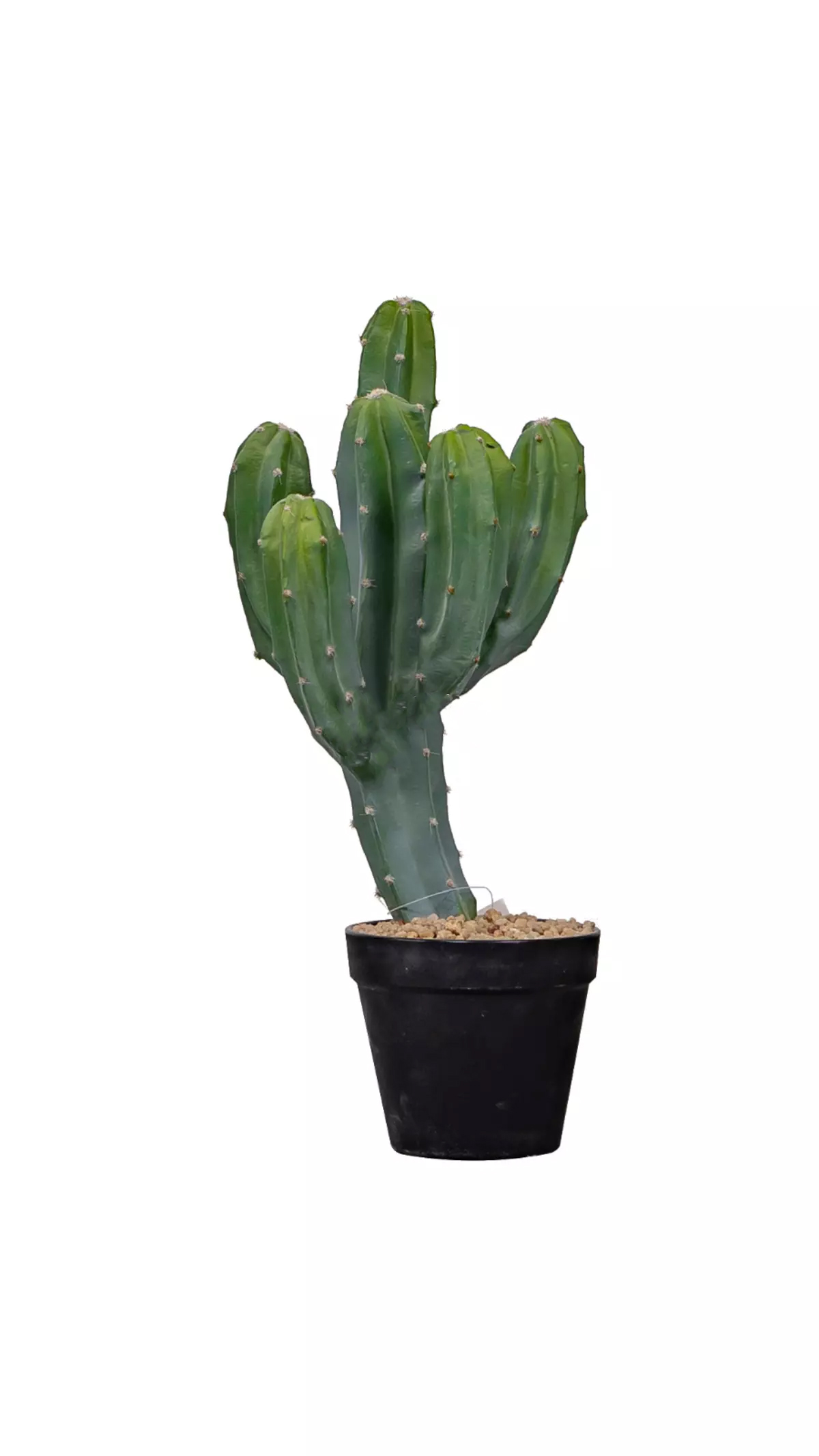 Cactus Cereus Mexican 43cm