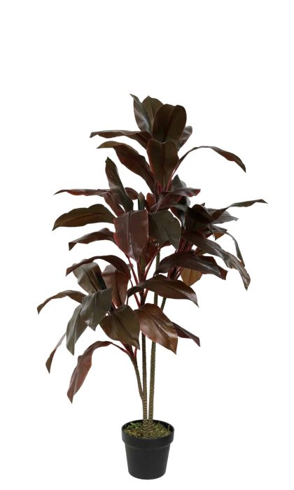 Cordilina shrub 110cm