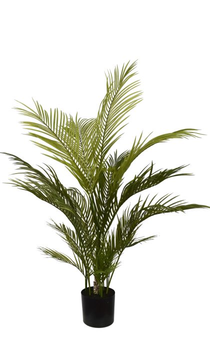 Areca Palm - AR50014