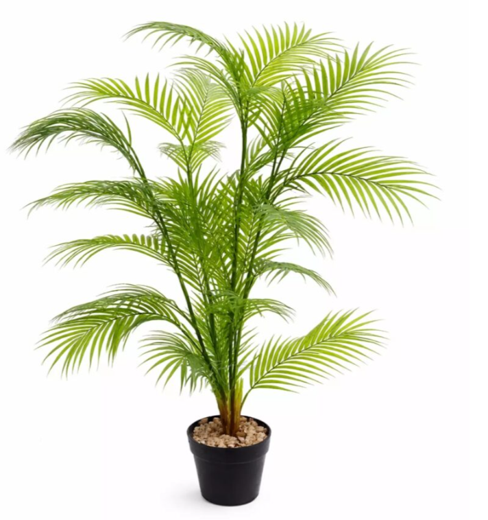 Discover 7 facts about Areca Palm,