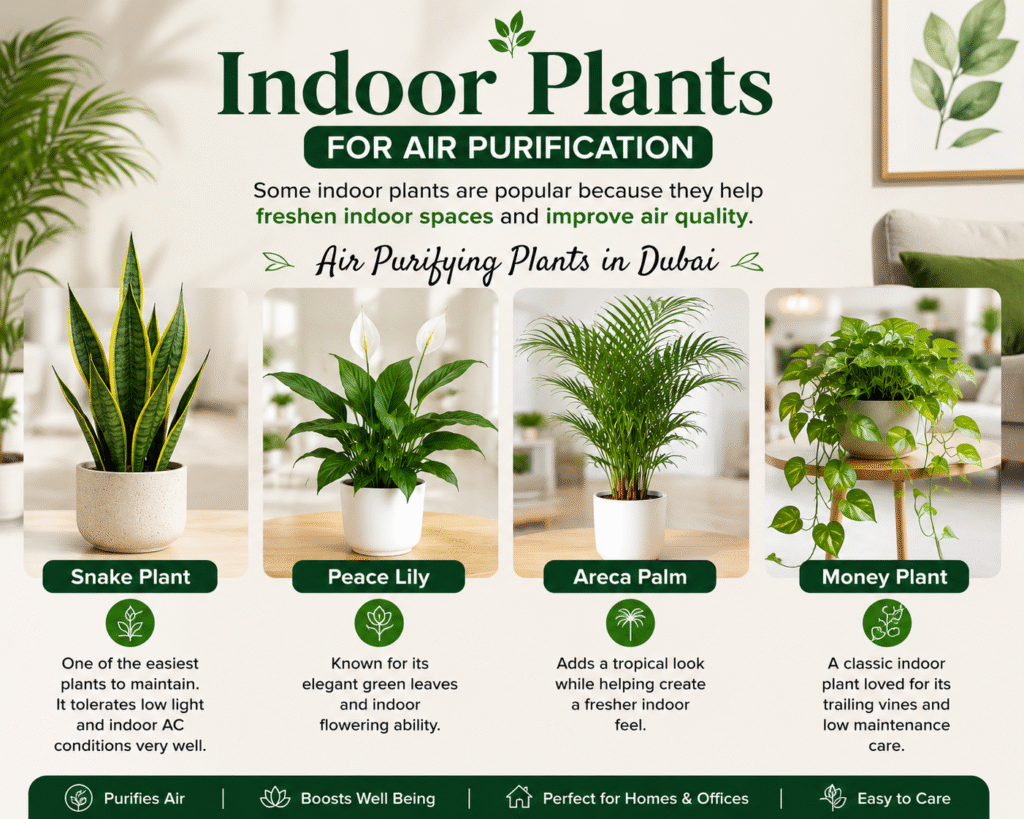 Air purifying plants in Dubai