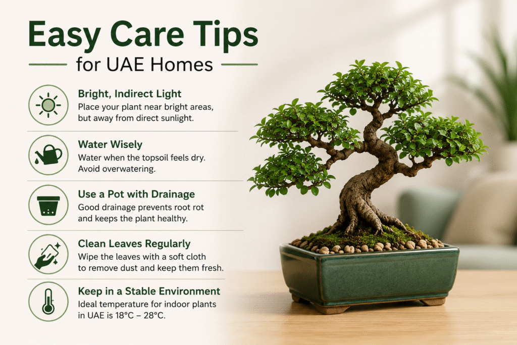 Easy Care Tips for UAE Homes by Plant Factory