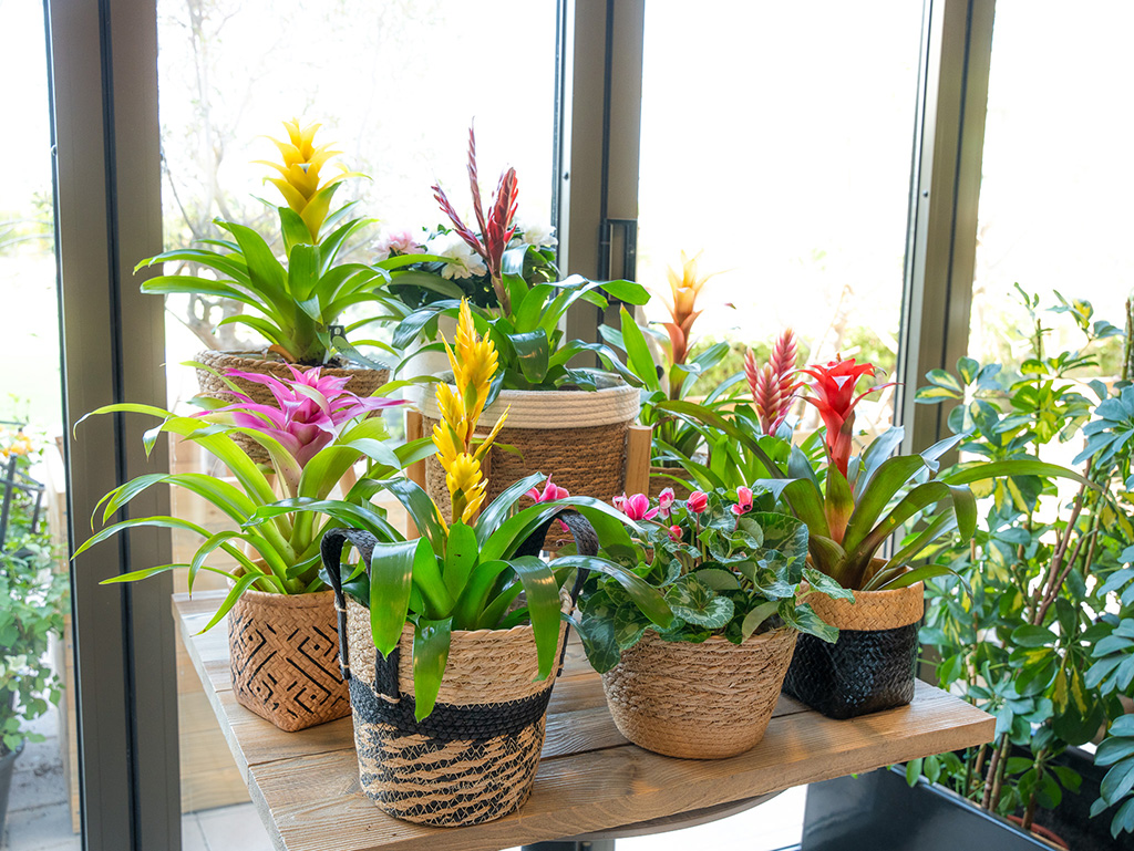 Shop outdoor plants in Abu Dhabi with PlantsFactory. Discover heat-resistant garden plants with reliable delivery across the UAE.