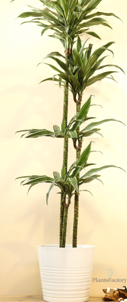 Excellent indoor plant that survives UAE heat