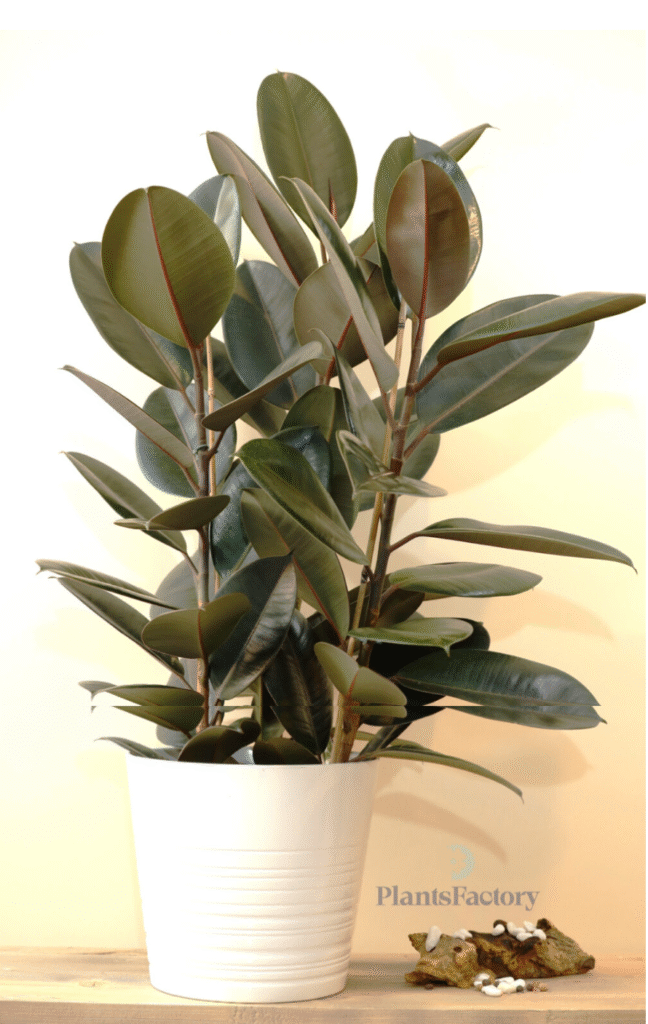 Best Plant for: Large rooms, offices in UAE