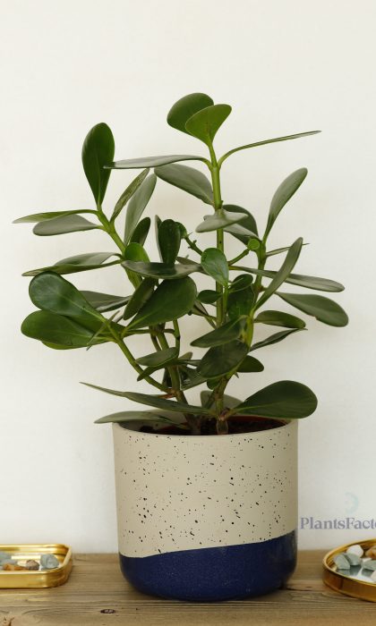 Clusia rosea Princess