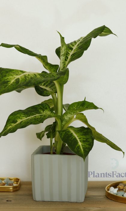 Dieffenbachia Mars