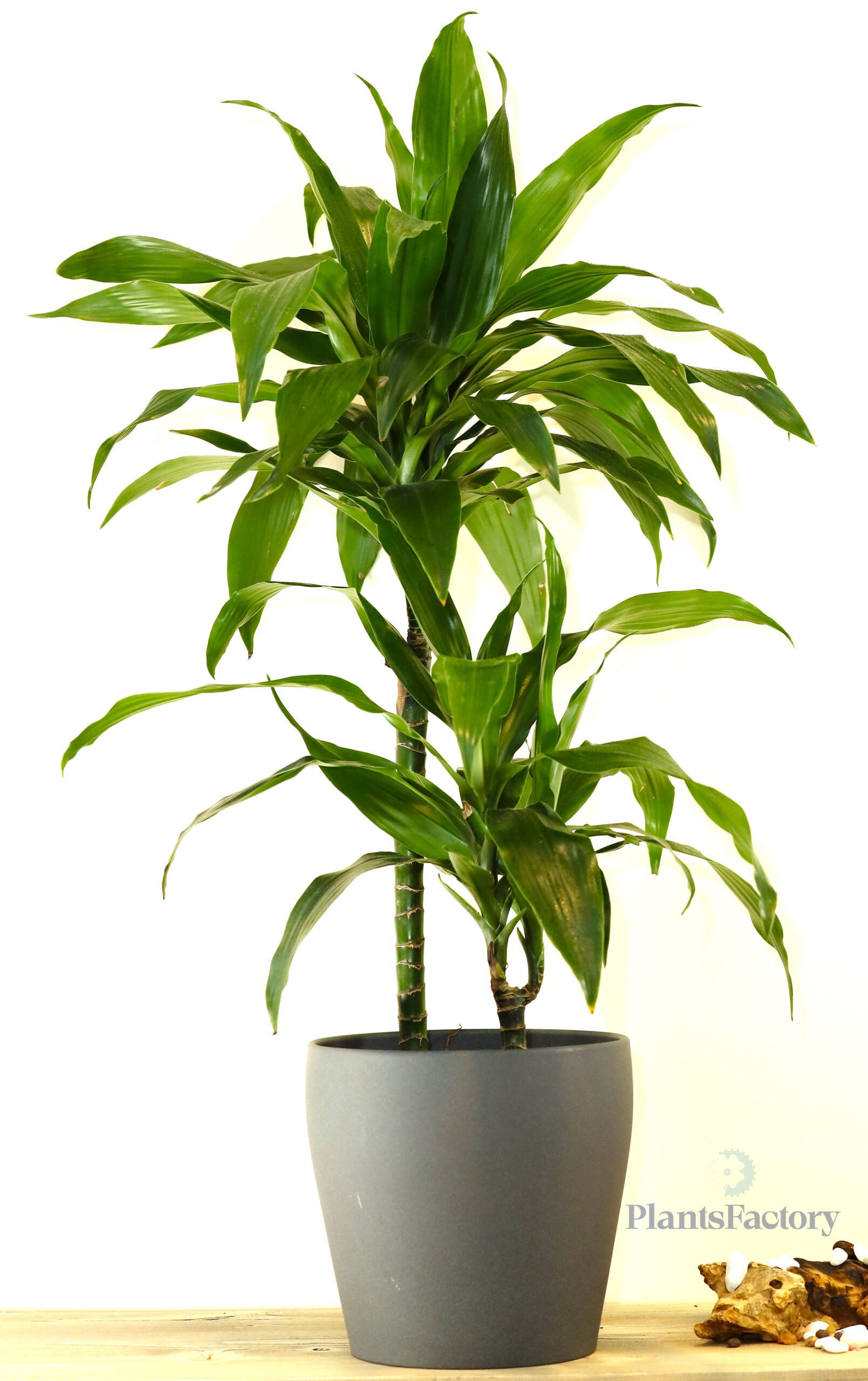 Dracaena Janet Craig