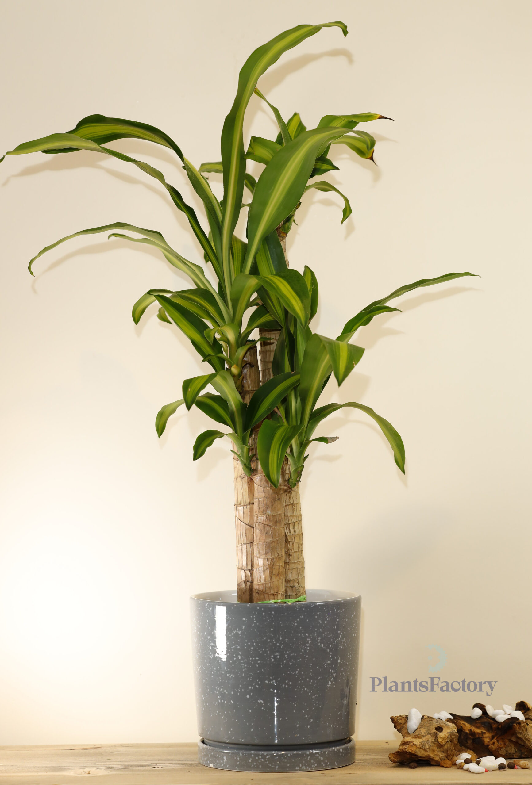 Dracaena Massangeana