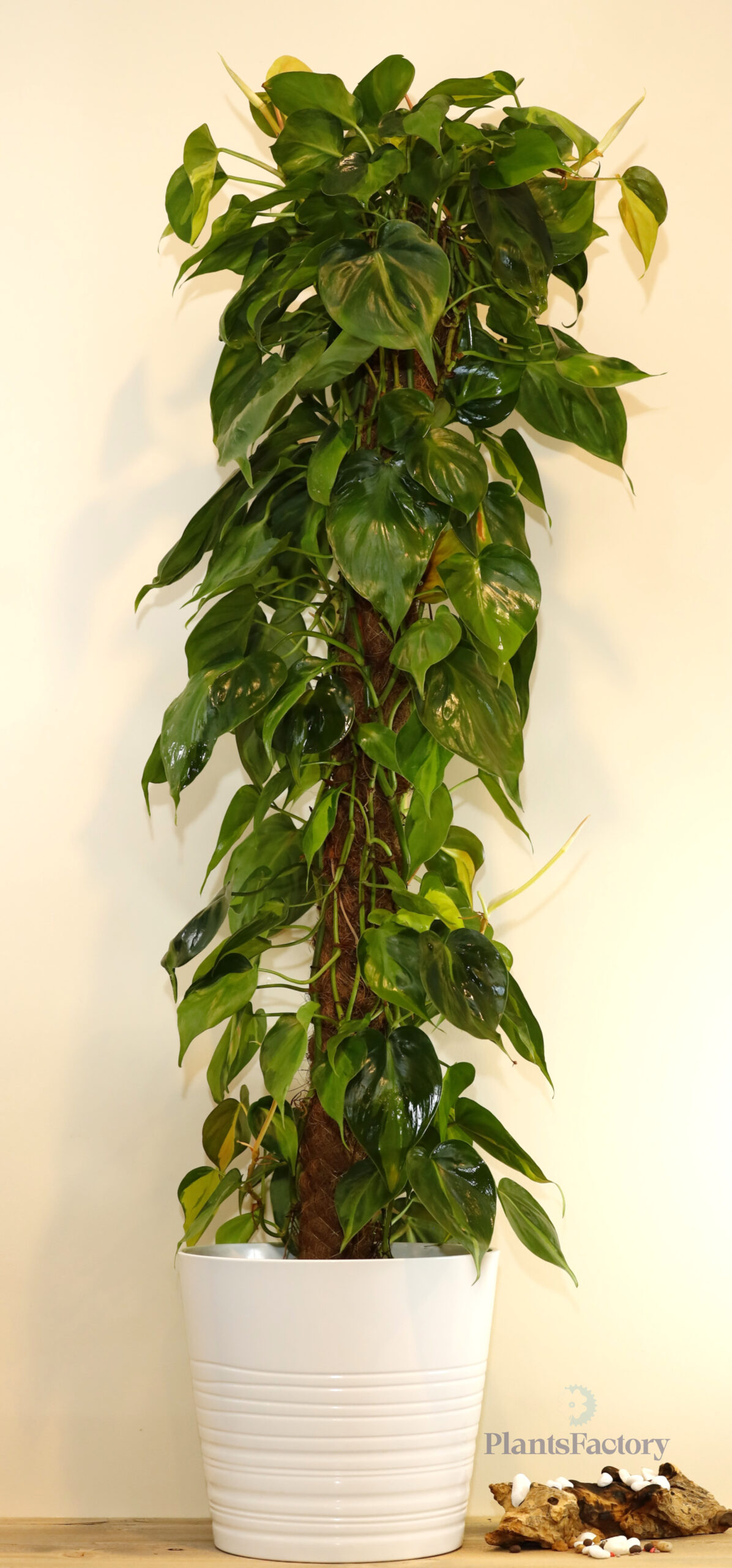 Philodendron Brazil