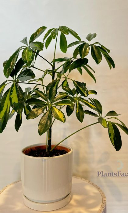 Schefflera Arb. Variegated