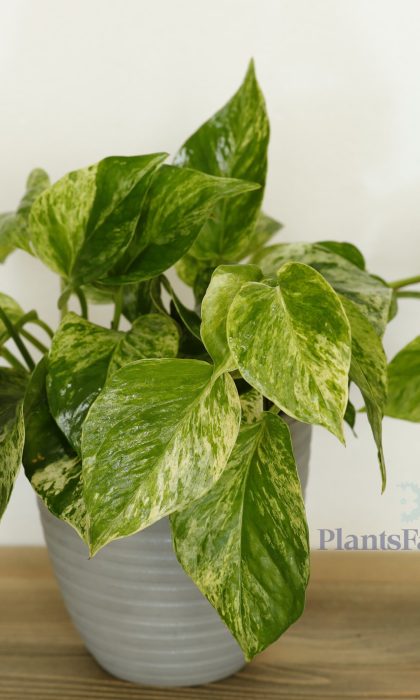 Scindapsus Marble Queen