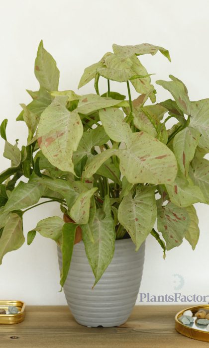 Syngonium Milk Confetti