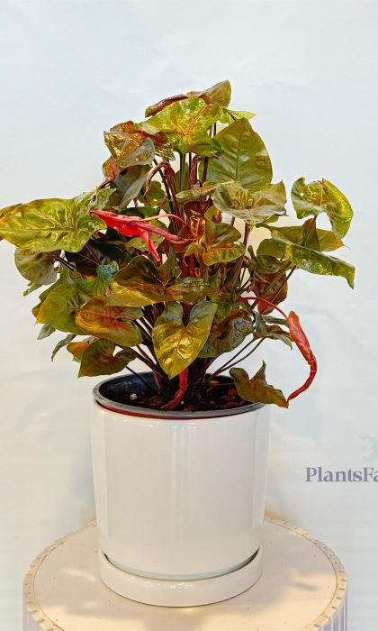 Syngonium Pod Red