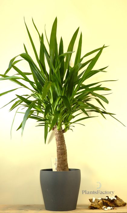 Yucca Maya