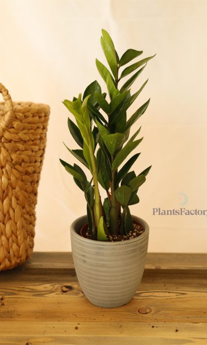 Zamioculcas Zamifolia