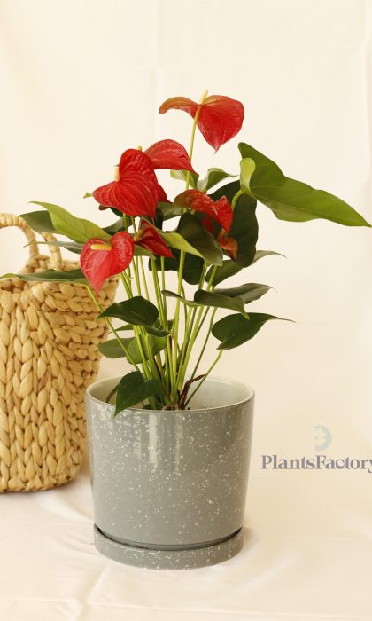 Anthurium Red
