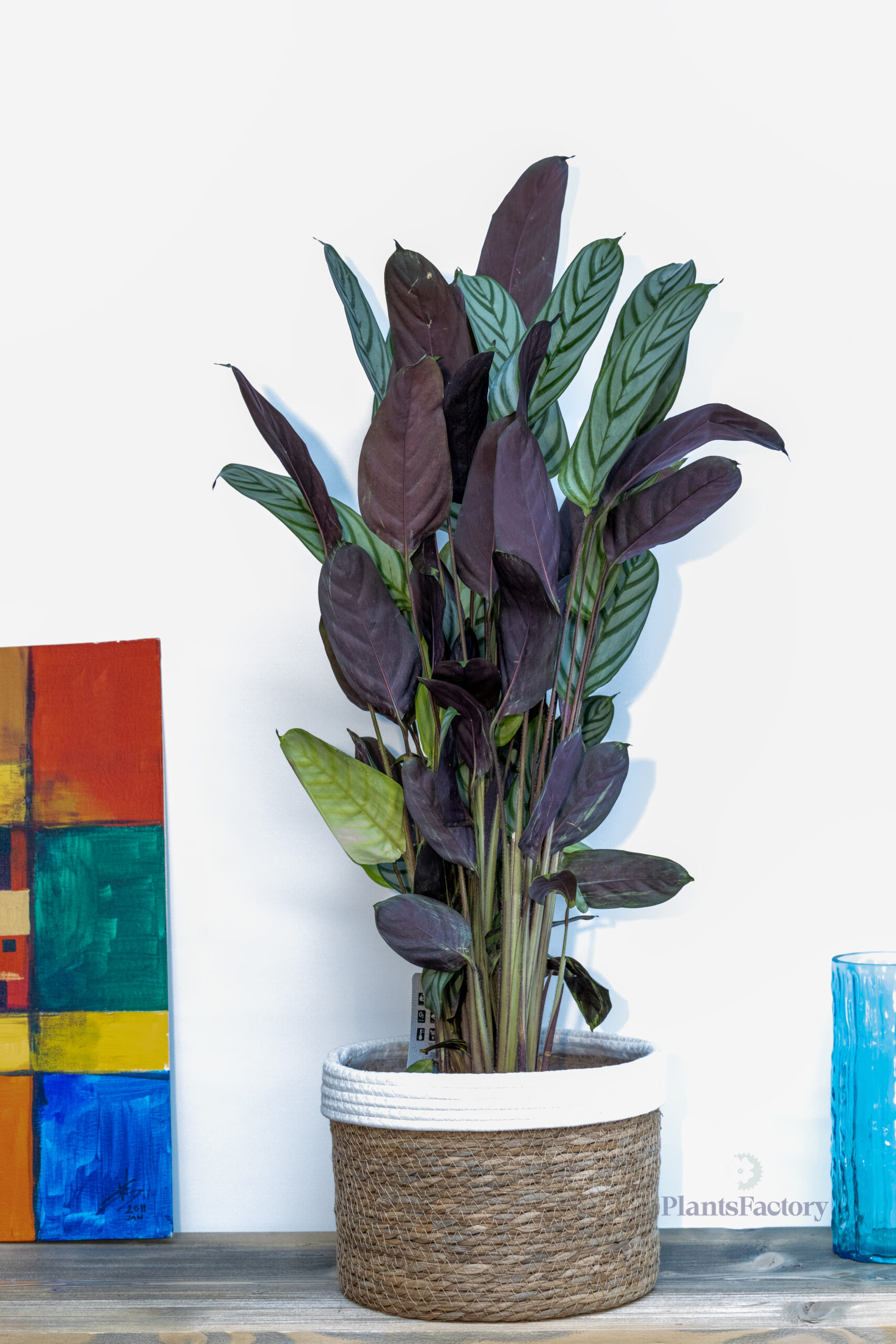 Ctenanthe Compactstar