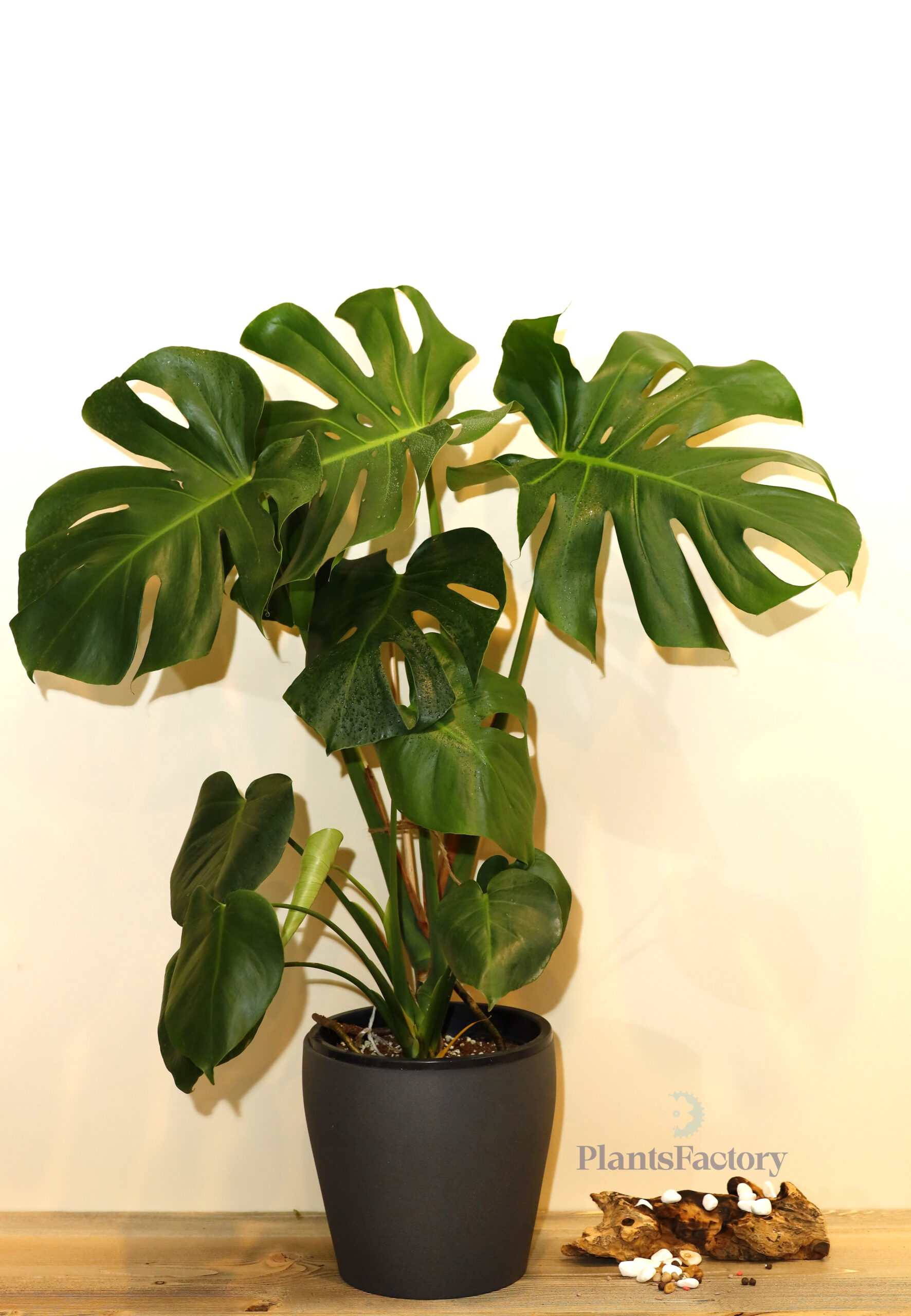 Monstera Mix