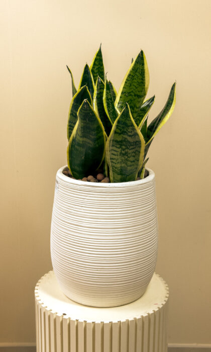 Snake Plant 40/45cm