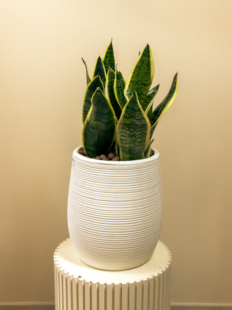 Indoor Plants in Abu Dhabi with Plant Factory