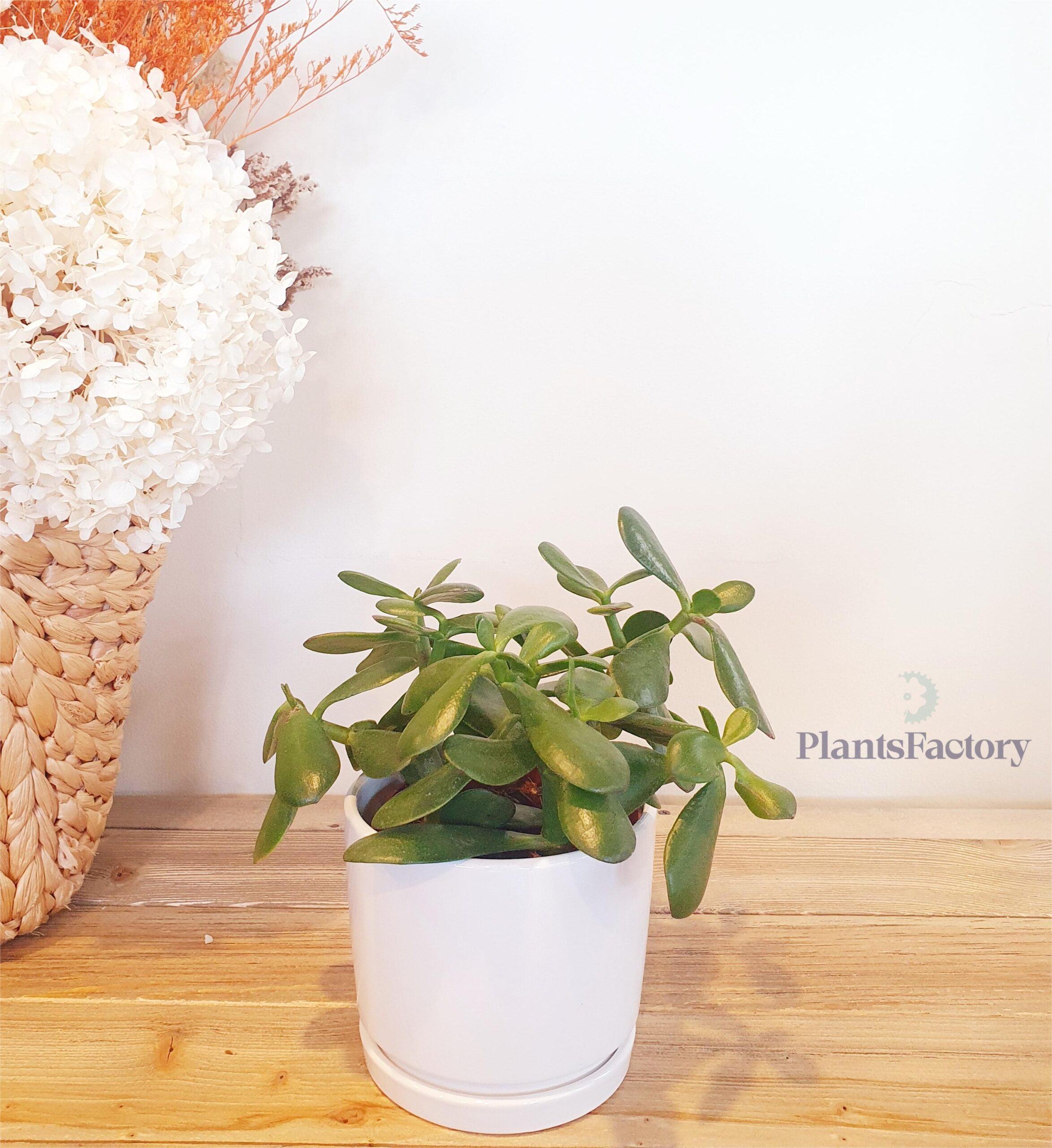 Crassula Ovata Sunset