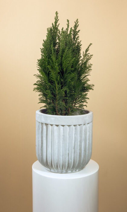 Cupressus Marc. Goldcrest