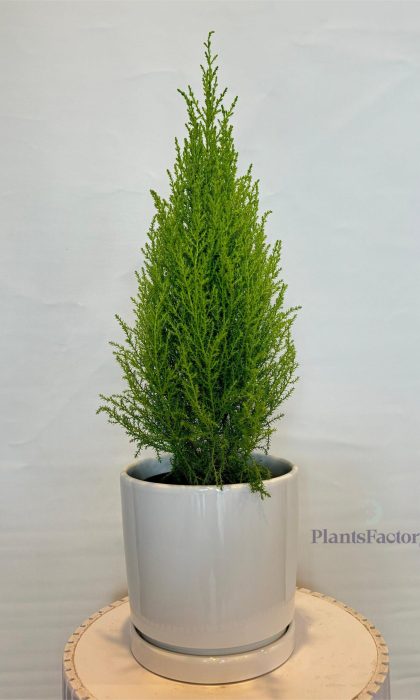 Cupressus Marc. Goldcrest