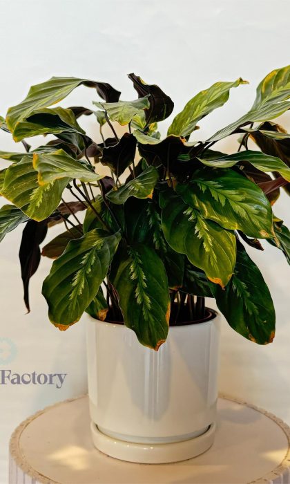 Calathea Freddie