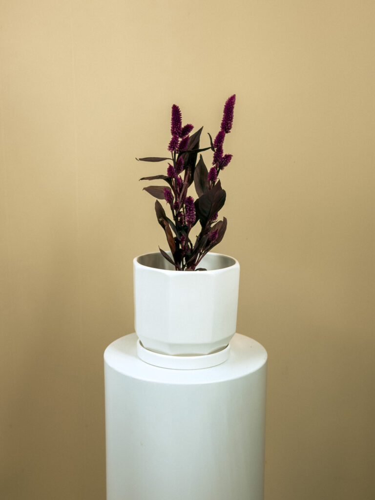 https://plantsfactory.ae/product-category/natural-plants/indoor-plants/pet-friendly-indoor/