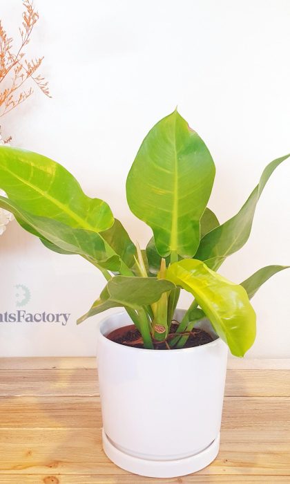 Philodendron Imperial