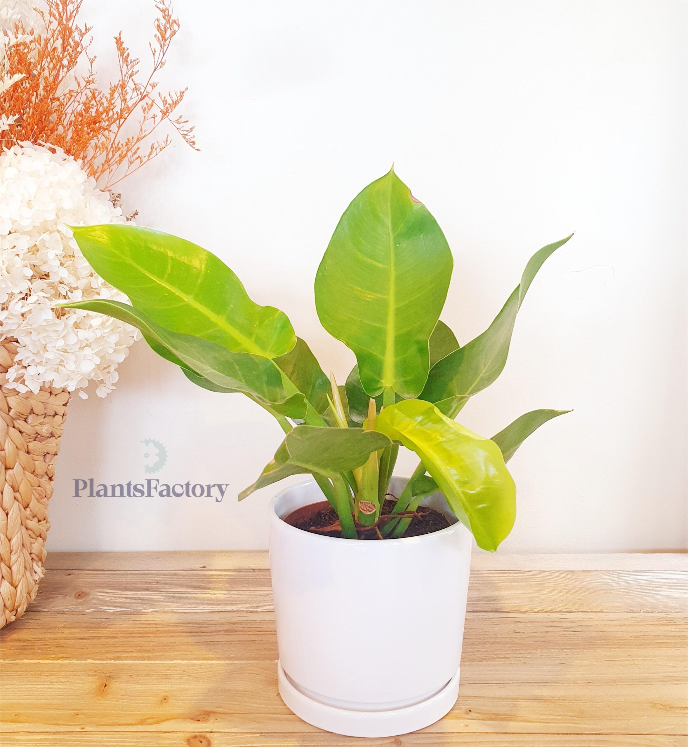 Philodendron Imperial