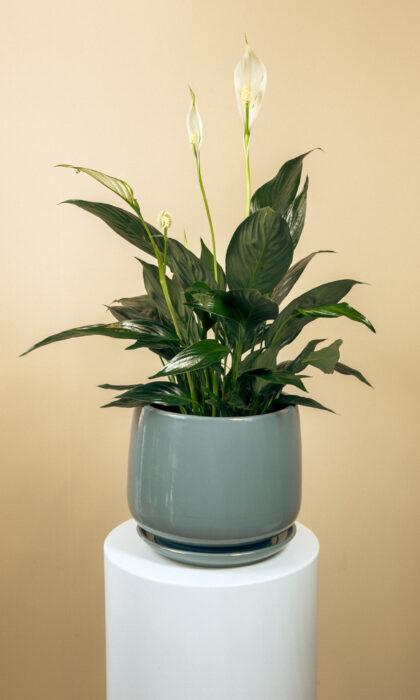 Spathiphyllum mix 35/40 cm
