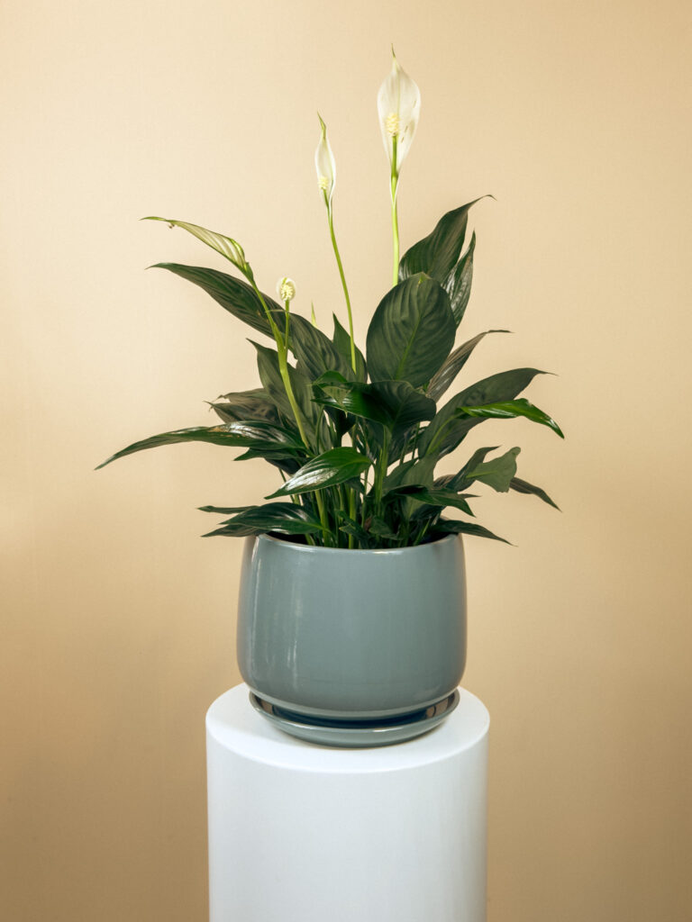 indoor plants in Abu Dhabi