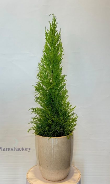 Cupressus Gold