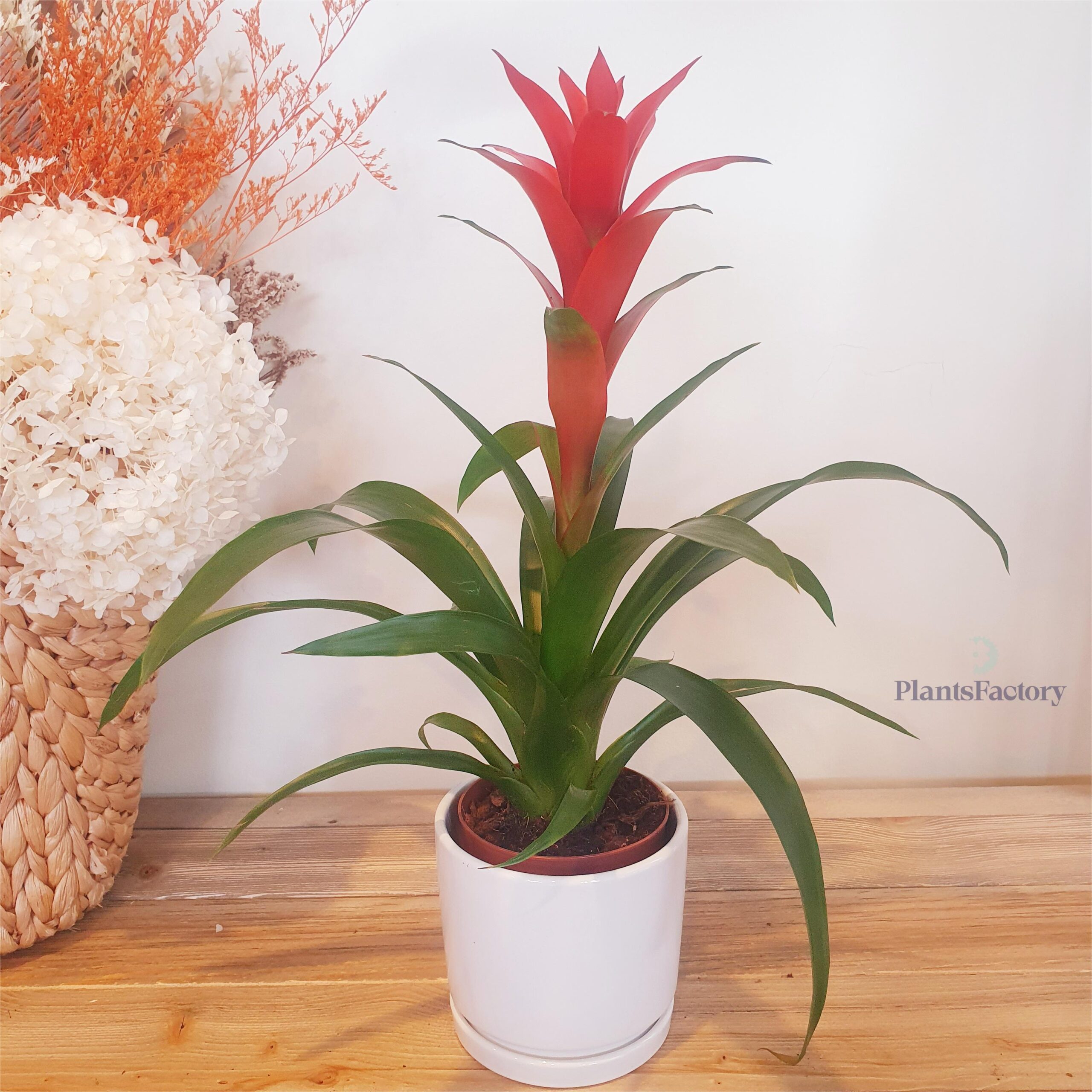 Guzmania Red