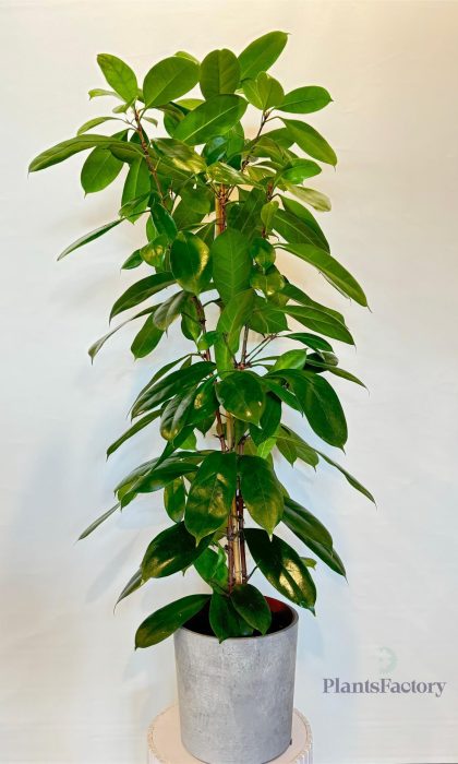 Ficus Benjamina