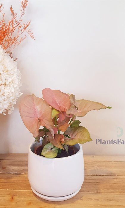 Syngonium Pink