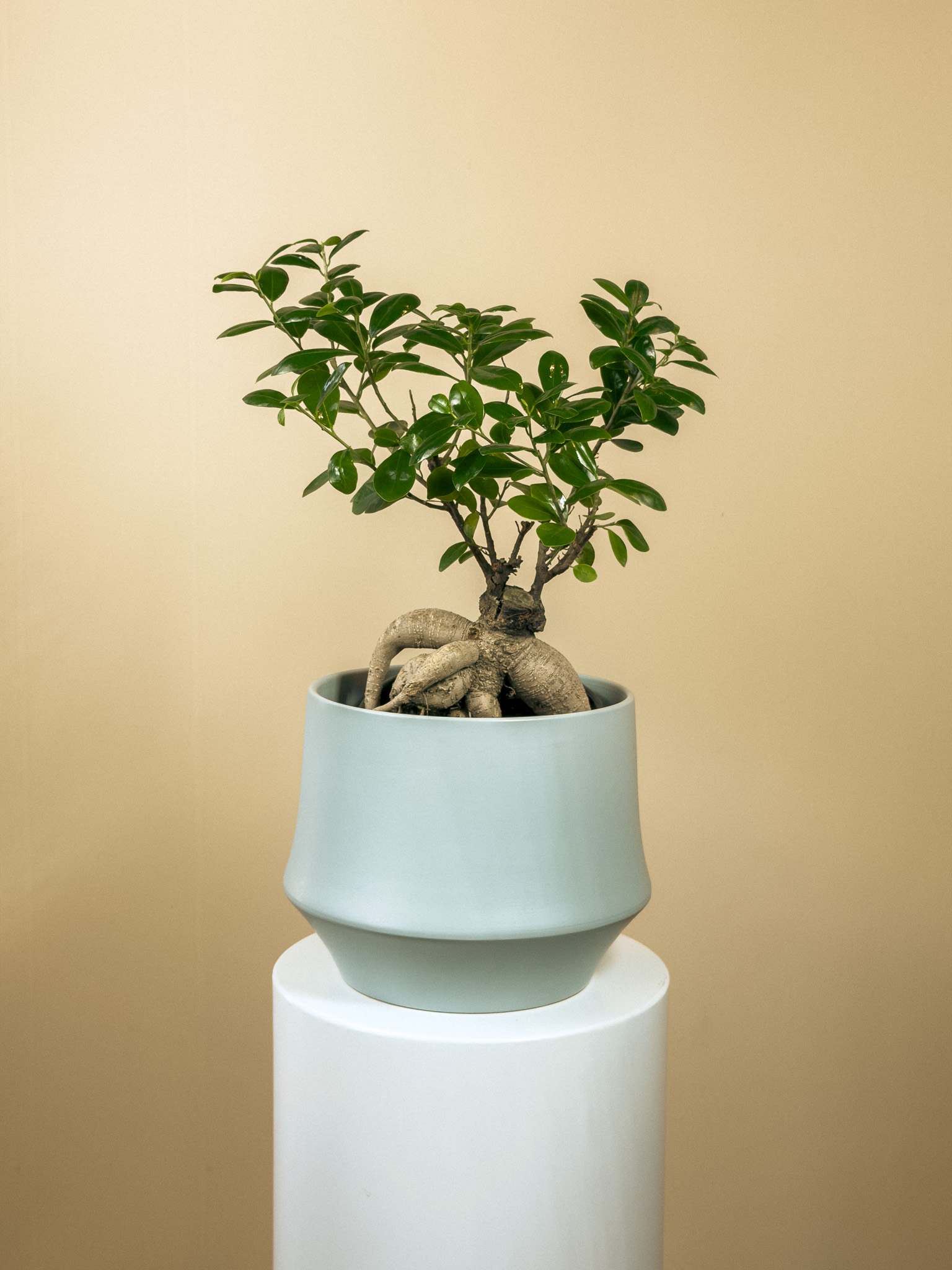 Ficus Bonsai 50/55cm
