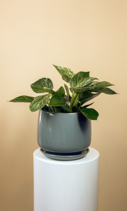 Philodendron Birkin White 25cm