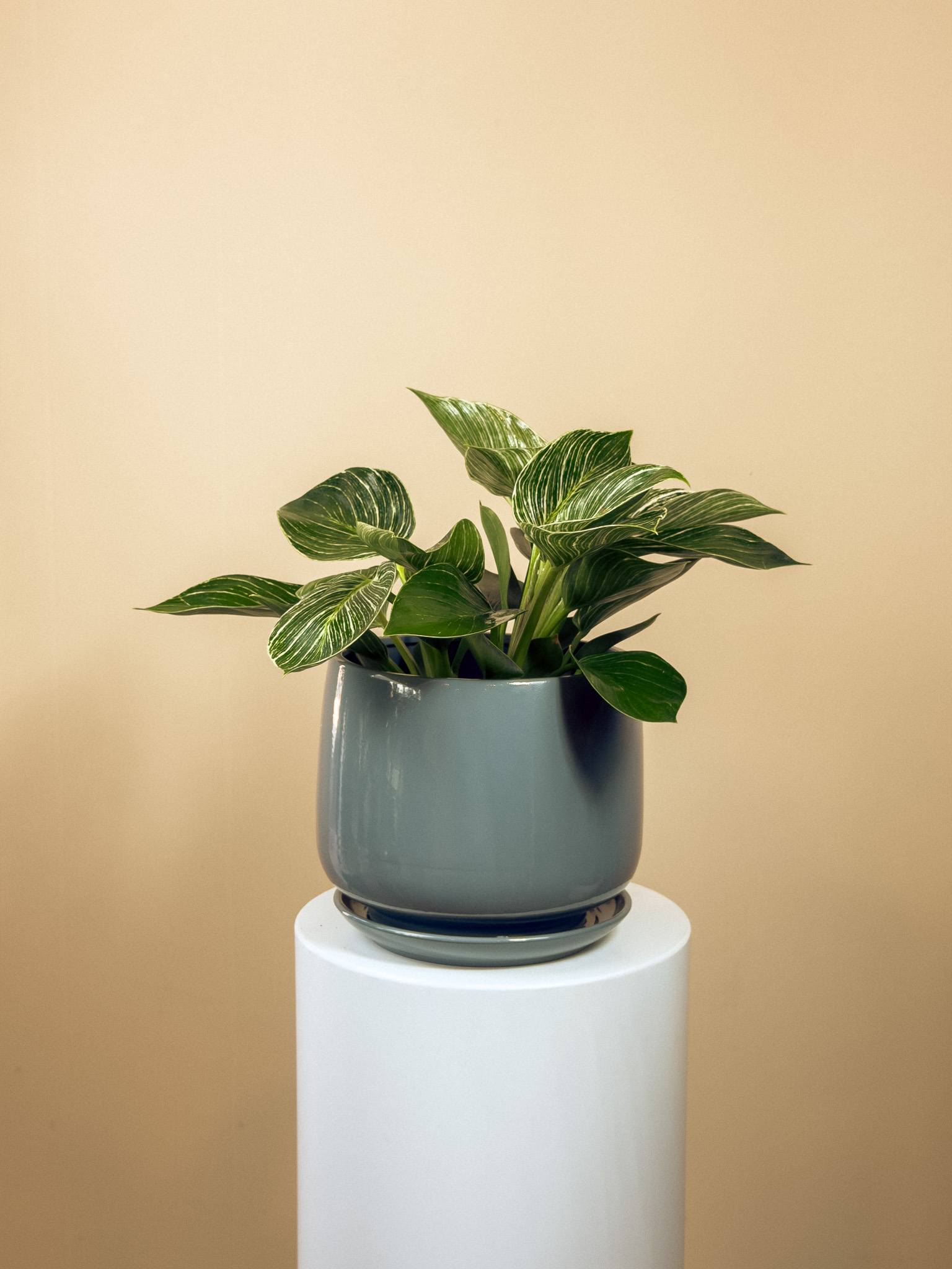 Philodendron Birkin White 25cm