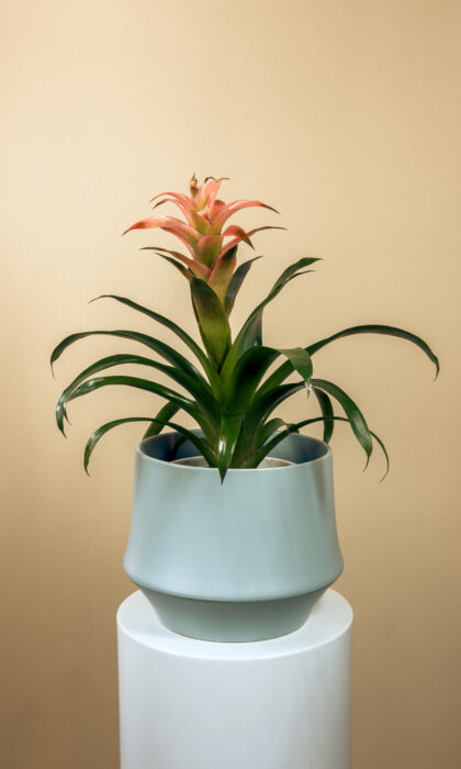 Guzmania Pink 45 cm Pot 12cm